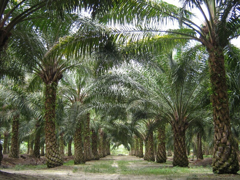 Пальмовое масло польза или вред