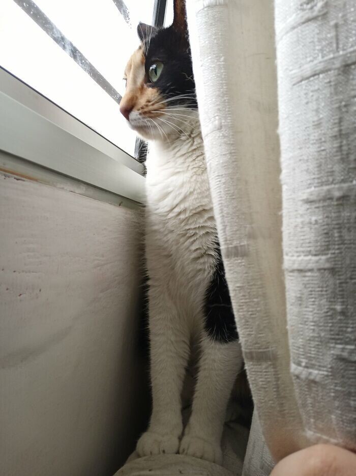Взять любопытство. Кот на улице. Человек за окном. Любопытно. Любопытные соседи.