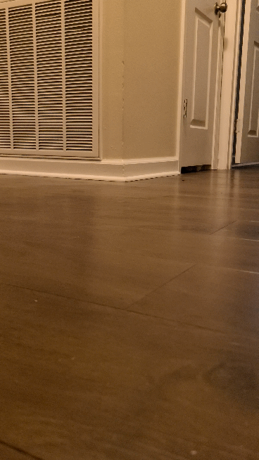 Кошачьи гифки