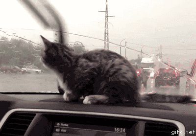 Кошачьи гифки