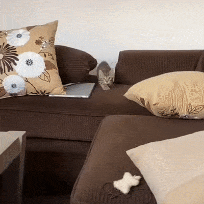 Кошачьи гифки