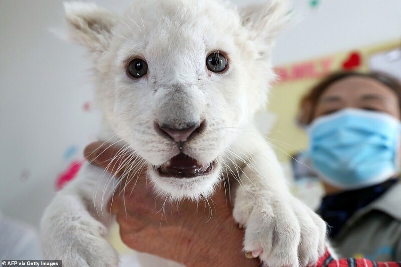 В Китае родились редчайшие белые львята