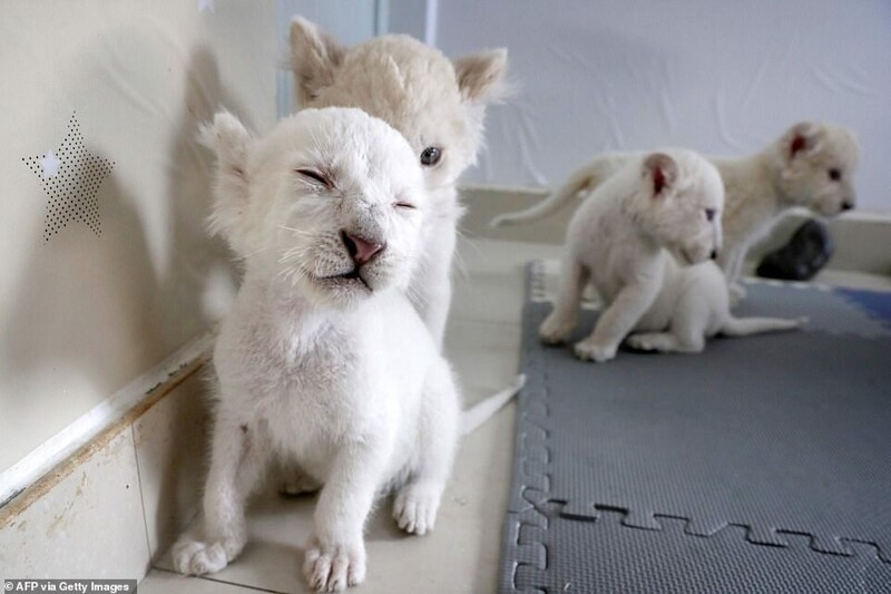 В Китае родились редчайшие белые львята