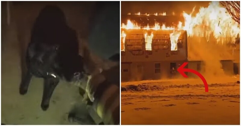 Пожарный рискнул жизнью, чтобы спасти собаку из горящего амбара