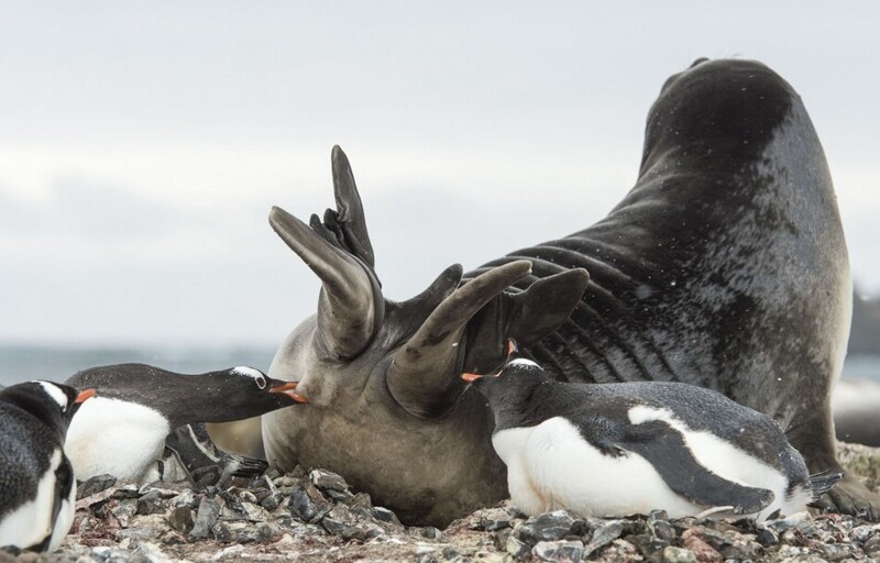 Пингвины напали на тюленей, чтобы захватить территорию