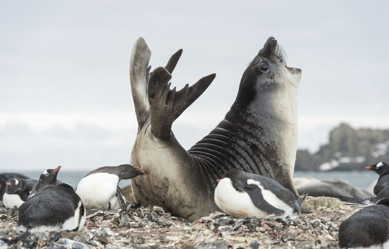 Пингвины напали на тюленей, чтобы захватить территорию