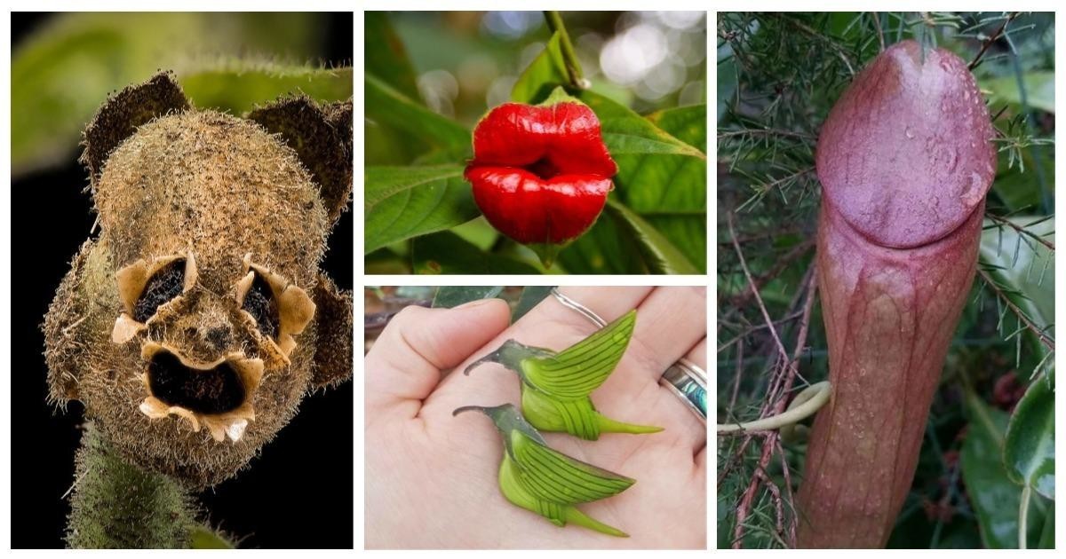 Флора с закосом под фауну: 25 удивительных примеров растительной парейдолии