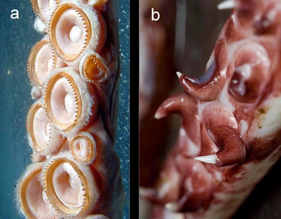 Щупальца гигантского и колоссального кальмара - у последнего, помимо присосок, имеются крючки