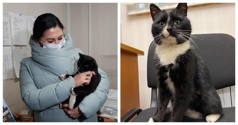 Из мешка и прямиком в министерство: спасённый кот из Ульяновской области получил работу