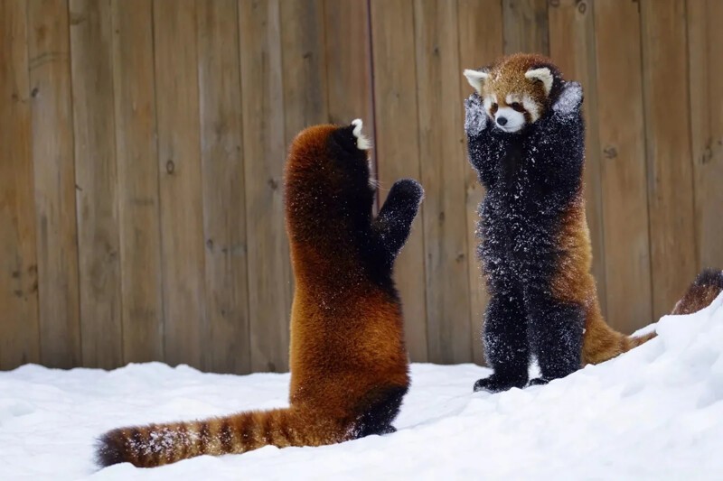 Красные панды встают на задние лапки и поднимают передние, чтобы быть больше страшнее.