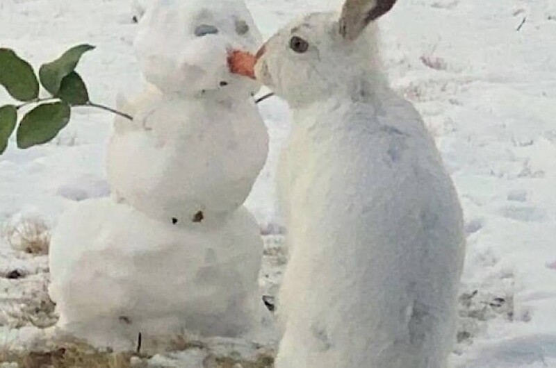 Видео: заяц съел нос у снеговика