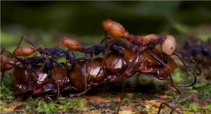 Птицы научились ловко использовать «Реку смерти» из тысяч муравьёв, сметающих всё на своем пути