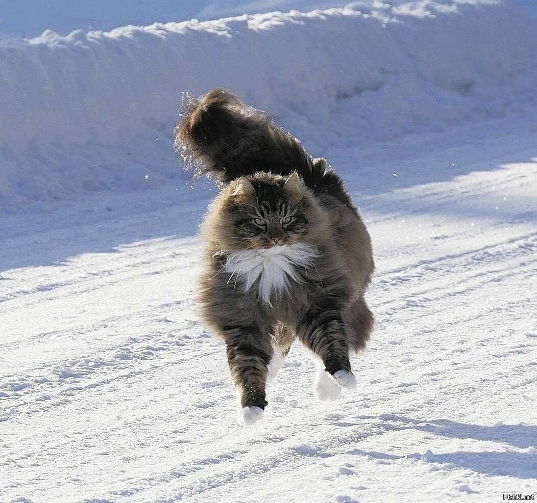 Пушистые коты в снегу