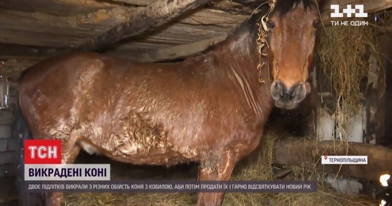Чтобы роскошно отпраздновать Новый год, ученики на Тернопольщине украли лошадей