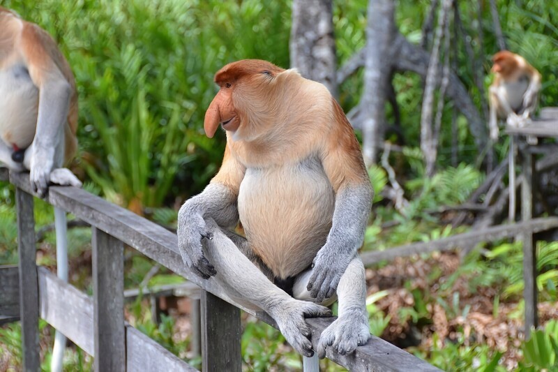 6 интересных фактов о примате с необычным носом