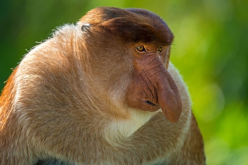6 интересных фактов о примате с необычным носом