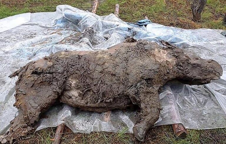 В Якутии нашли тушу шерстистого носорога уникальной сохранности