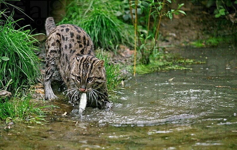 Кот способный убить леопарда, животные Азии, виверровый кот рыболов