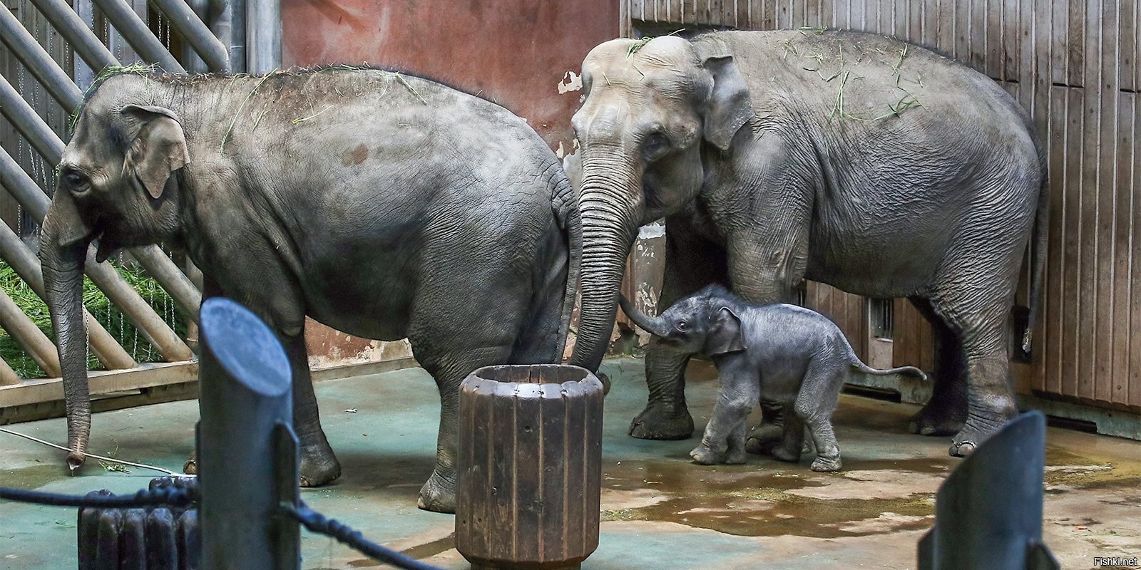 В Московском зоопарке за 2020 год родилось рекордное количество детенышей