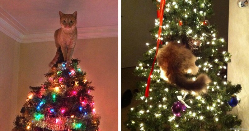 Почему коты так любят портить рождественские ёлки?