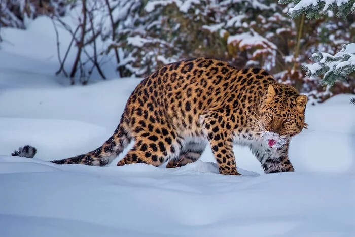 Как зимует амурский леопард