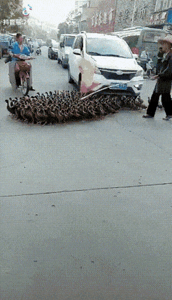 Пестрый мир пернатых Пестрый мир пернатых