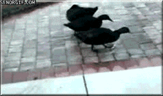 Пестрый мир пернатых Пестрый мир пернатых