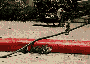 Пестрый мир пернатых Пестрый мир пернатых