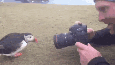 Пестрый мир пернатых Пестрый мир пернатых