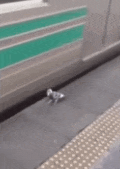 Пестрый мир пернатых Пестрый мир пернатых