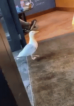 Пестрый мир пернатых Пестрый мир пернатых