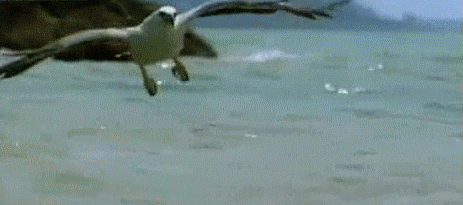 Пестрый мир пернатых Пестрый мир пернатых