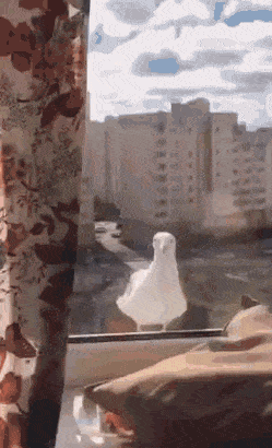 Пестрый мир пернатых Пестрый мир пернатых