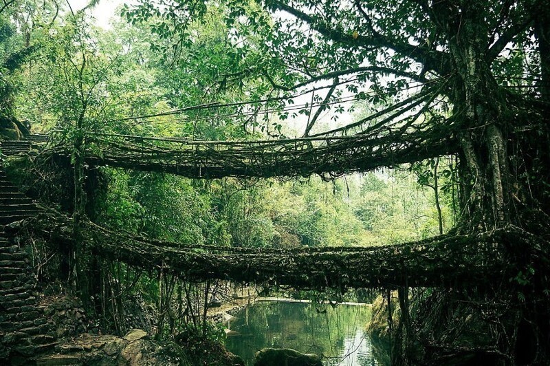 Мост из ветвей в Индии.