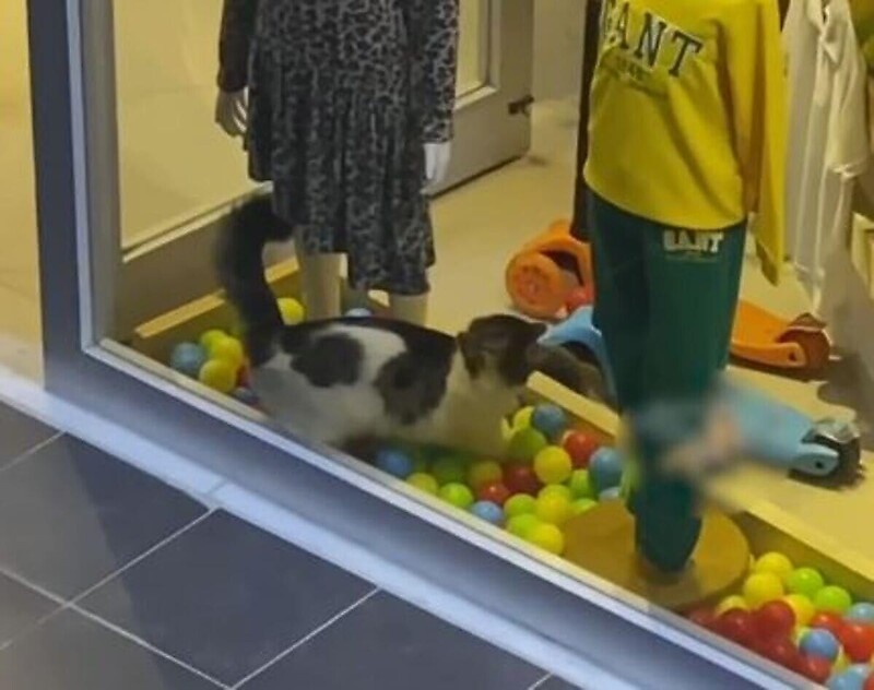 Озорная кошка забежала в магазин, чтобы поиграть с украшавшими витрину шариками
