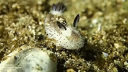 Гифки Гифки