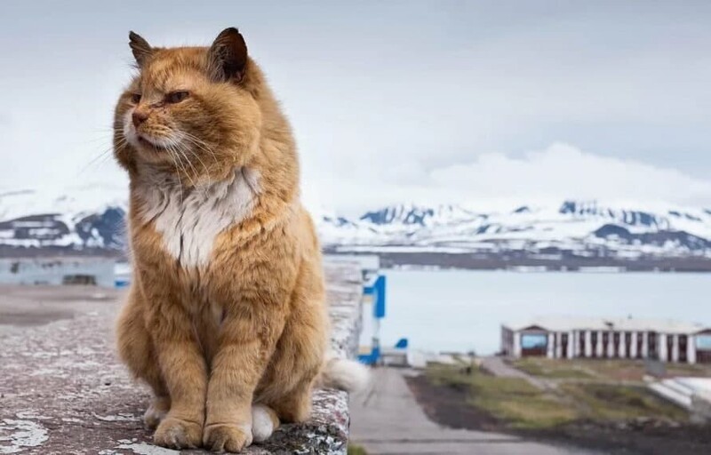 Шпицберген – архипелаг одного кота