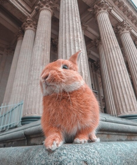 Маленький кролик в большом городе