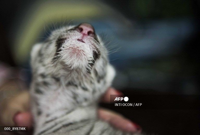 Очаровательная белая бенгальская тигрица родилась в зоопарке Никарагуа