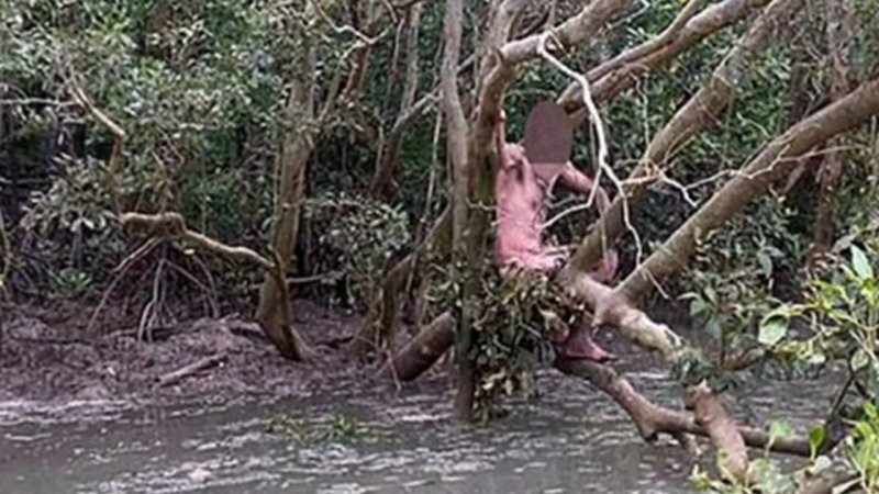Австралийские рыбаки нашли голого беглеца в мангровых зарослях, кишащих крокодилами