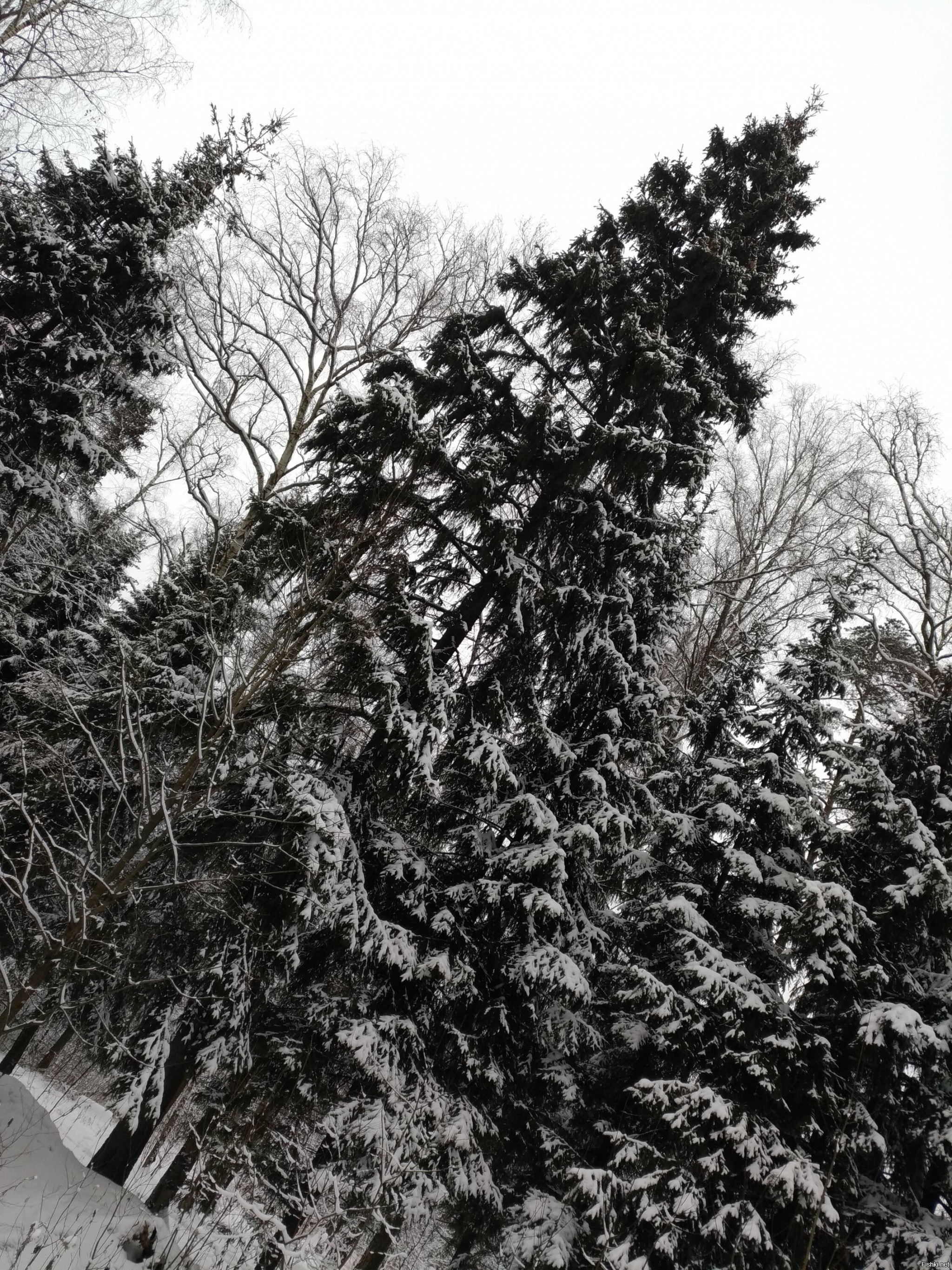 Немного фоток зимнего леса