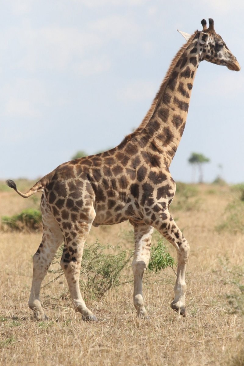 "Карликовый" жираф сфотографирован в Уганде
