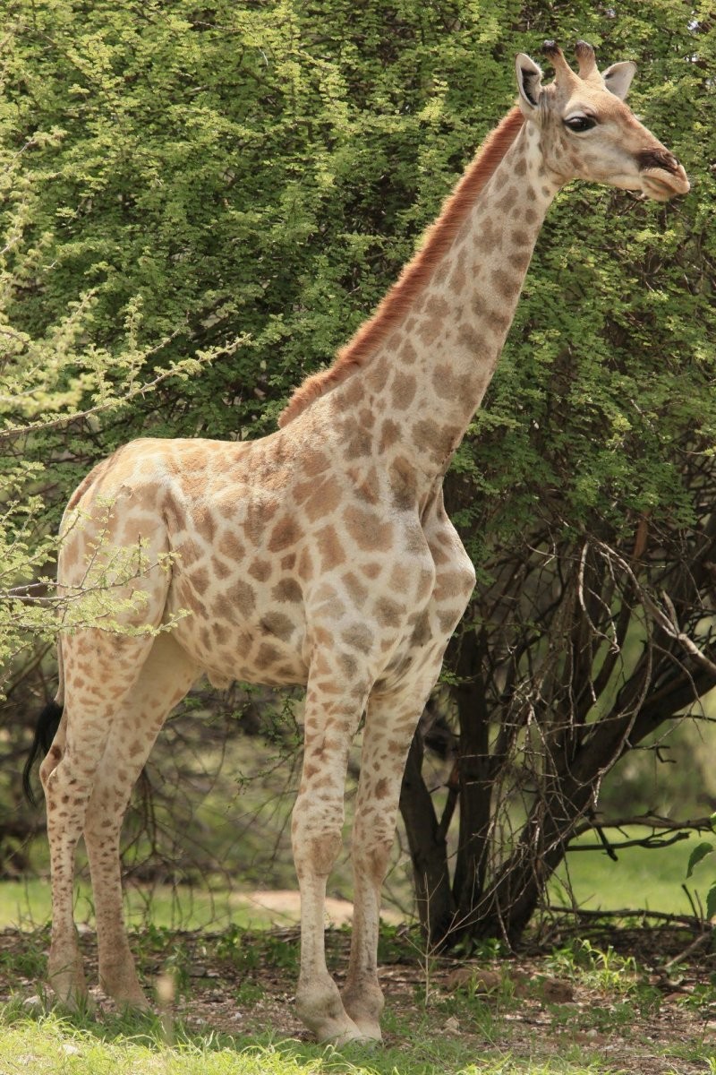 Ученые с удивлением обнаружили двух карликовых жирафов в Намибии и Уганде