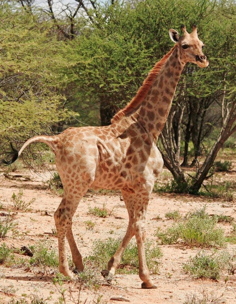 "Карликовый" жираф, замеченный в Намибии