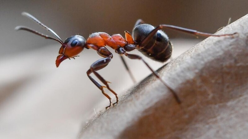 Что будет делать муравей, если окажется далеко от муравейника?
