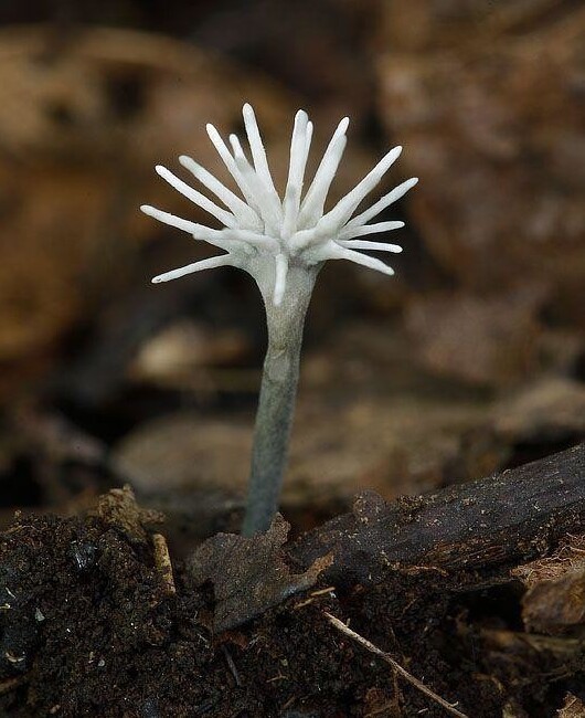 Сордариомице́ты — класс грибов из отдела аскомицетов, насчитывающий 15 порядков, 64 семейства, 1119 родов и 10 564 вида