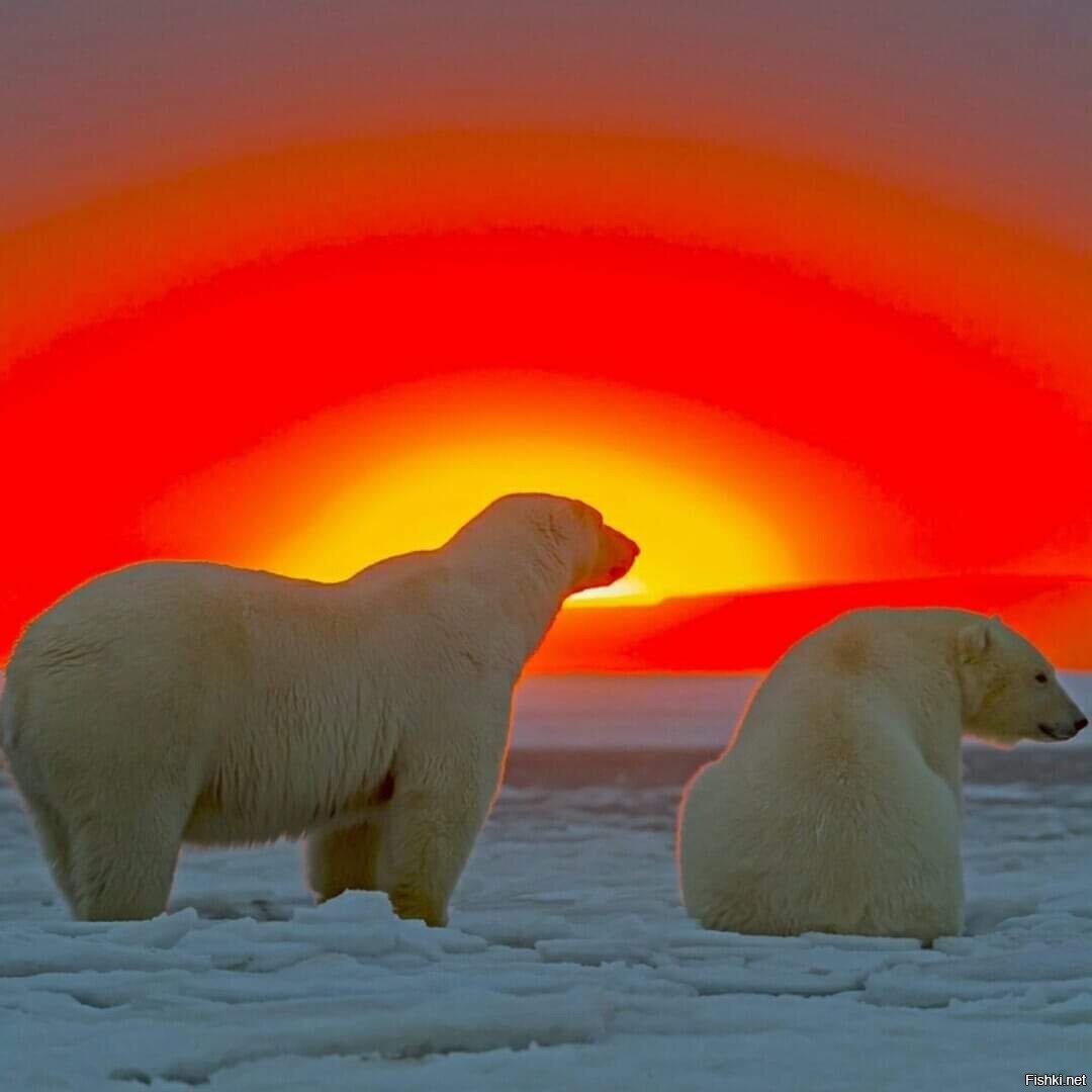 Белые медведи и закат солнца