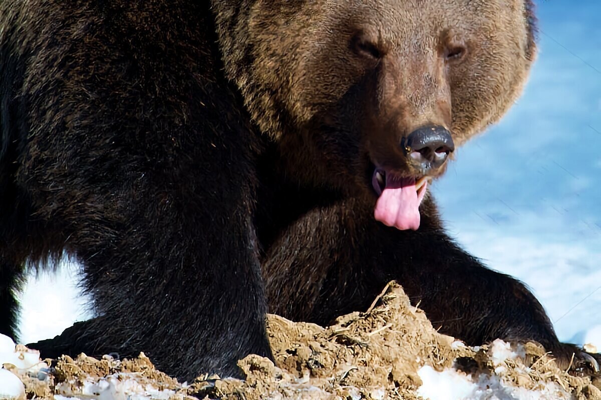 Жизнь про медведя. Медведь шатун. Любопытный медведь. Кавказский медведь интересные факты. Медведь шатун картинки.