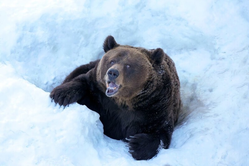 6 интересных фактов из жизни медведя «шатуна»