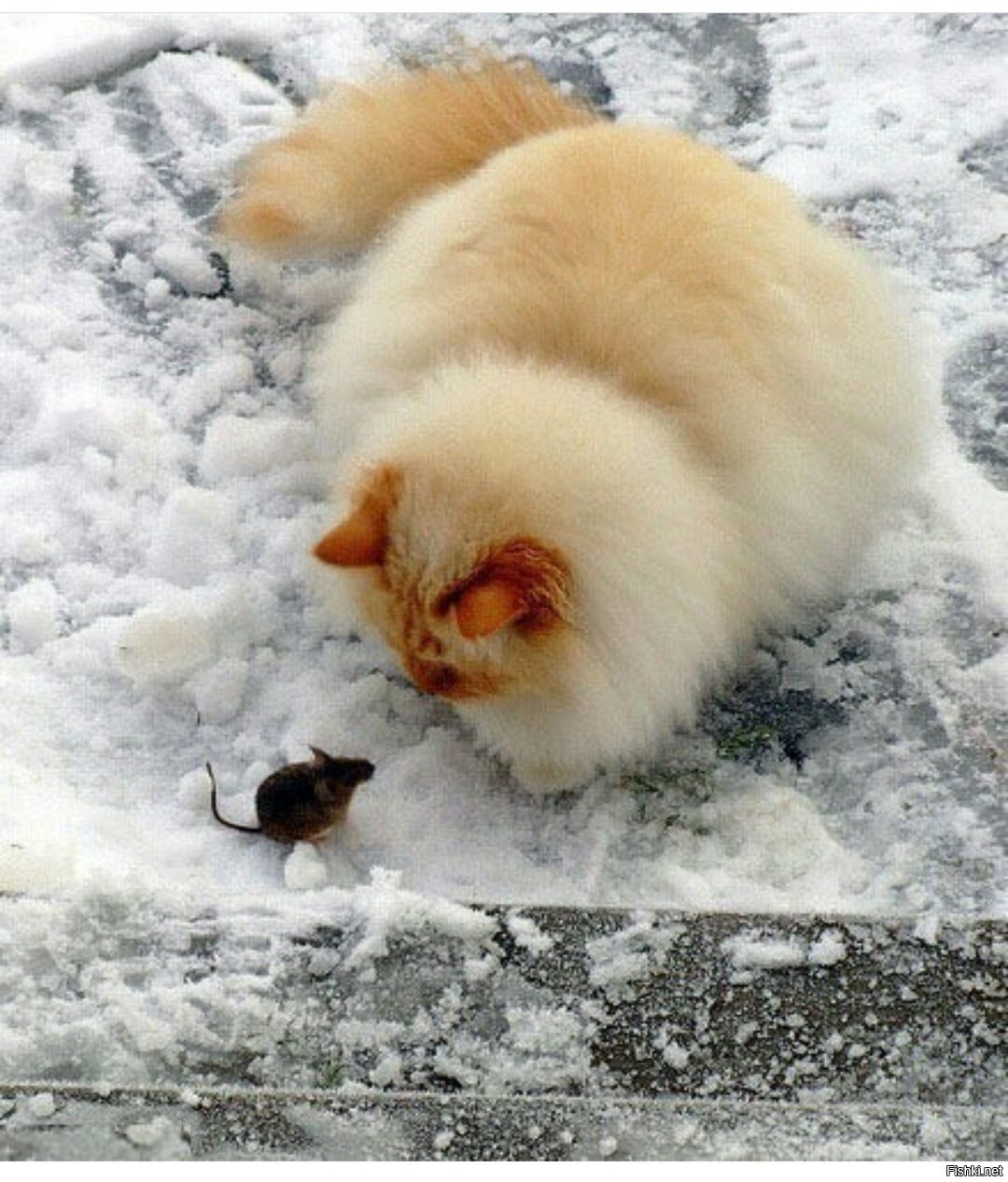 Пушистый кот в снегу